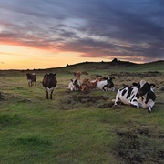 Erpsstaðir Dairy Farm
