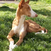 Ibizan Hound