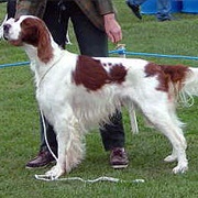 Irish Red & White Setter