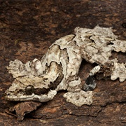 Flying Gecko