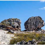 The Cow and the Bull