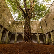 Muckross Abbey