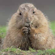 Groundhog