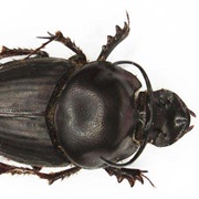 Onthophagus Taurus
