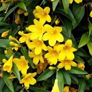 Yellow Jessamine