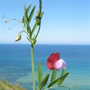 Spanish Vetchling