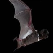 Cape York Free-Tailed Bat