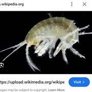 Amphipods