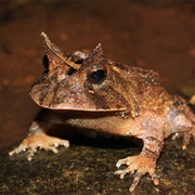 South American Ornate Horned Frog