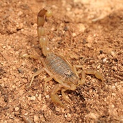 Mediterranean Scorpion