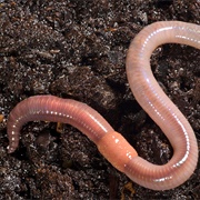 Earthworm