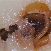 The Never-Hungry Man