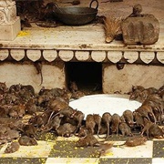 Karni Mata Temple, India