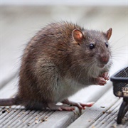 Norway Rat