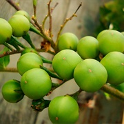 Jurubeba (Solanum Paniculatum)