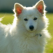 German Spitz