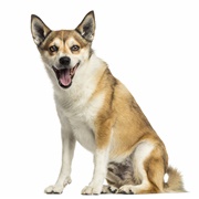 Norwegian Lundehund