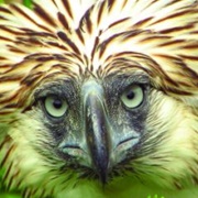 Philippine Eagle