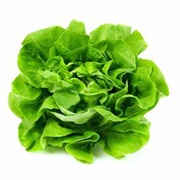 Round Lettuce
