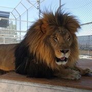 Lion Habitat Ranch, Henderson, NV