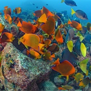 Revillagigedo National Park, Mexico