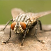 Common House Fly