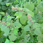 Pignut (Mesosphaerum Suaveolens)