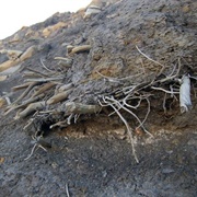 Ellesmere Island Mummified Forest