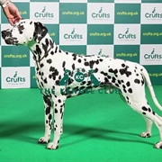 Dalmatian