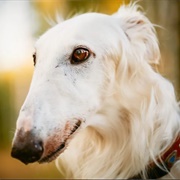 Borzoi
