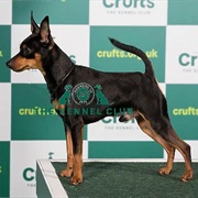 Miniature Pinscher