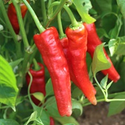 Baklouti Pepper
