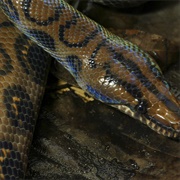 Brazilian Rainbow Boa