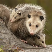 Possum