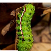 Io Moth Caterpillar