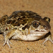 Common Spadefoot Toad