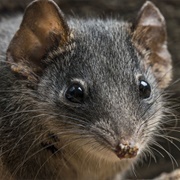 Silver-Headed Antechinus
