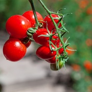 Redcurrant Tomatoes