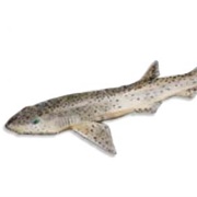 Huss (Rock Salmon/ Rock Eel)