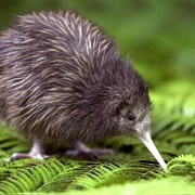 Kiwi Bird