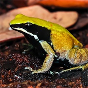 Green Mantella