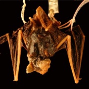 Yellow-Lipped Bat