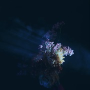 Lush Rimbaugh - Senses Fail