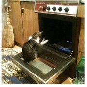 Where Has My Chicken Gone?