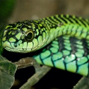 Boomslang