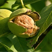 Nogal Criollo (Juglans Australis)