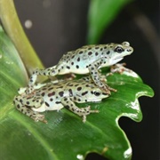 Rio Pescado Stubfoot Toad