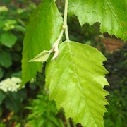 Black Birch (Betula Nigra)