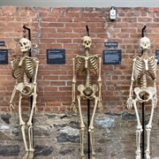 The Bone Museum