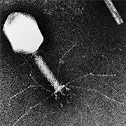 Nona Decima Morta - Demo